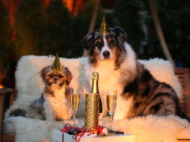 new year's day, sylvester, new year's eve 2015