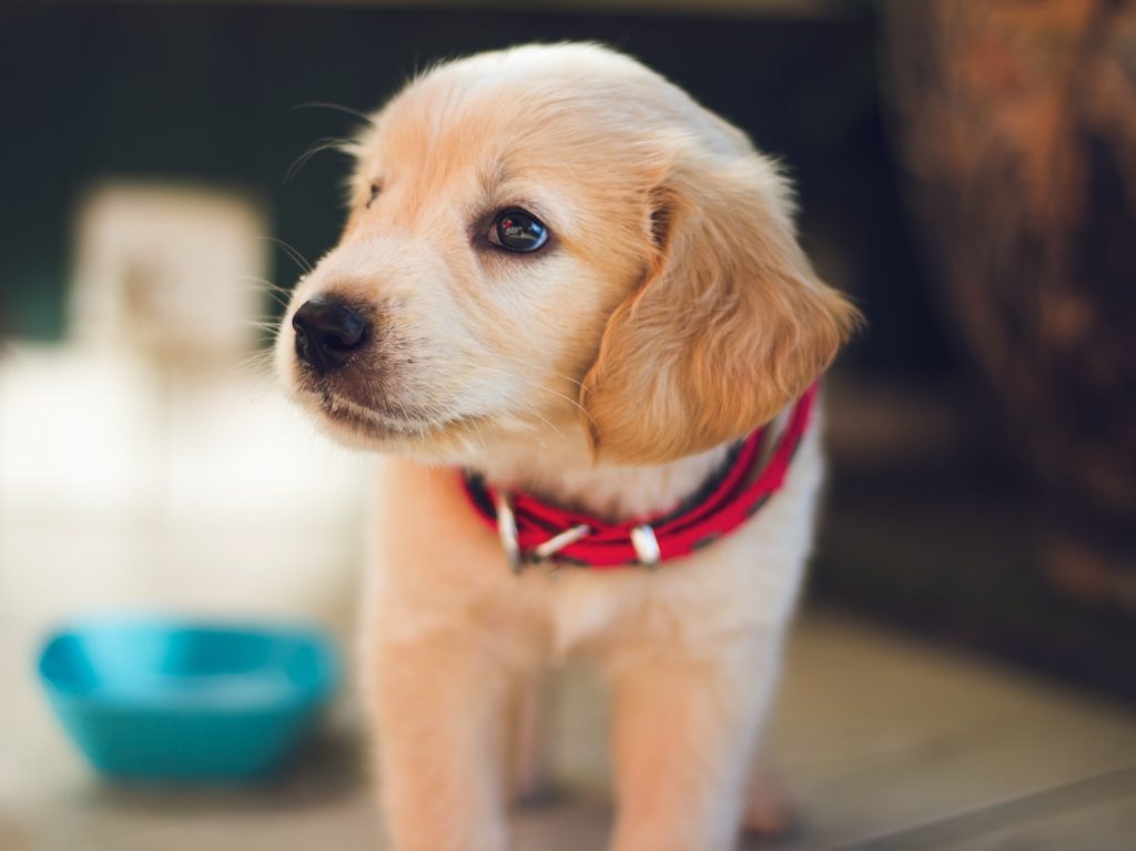 selective focus photography of short-coated brown puppy facing right side