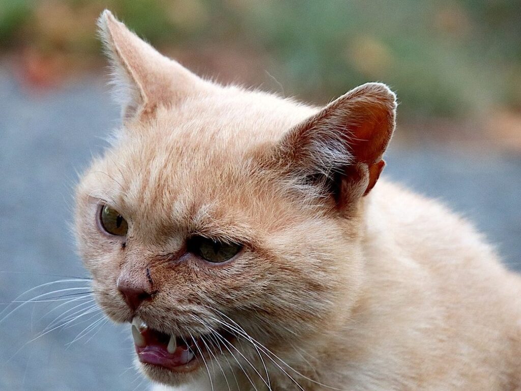 cats, felines, animals